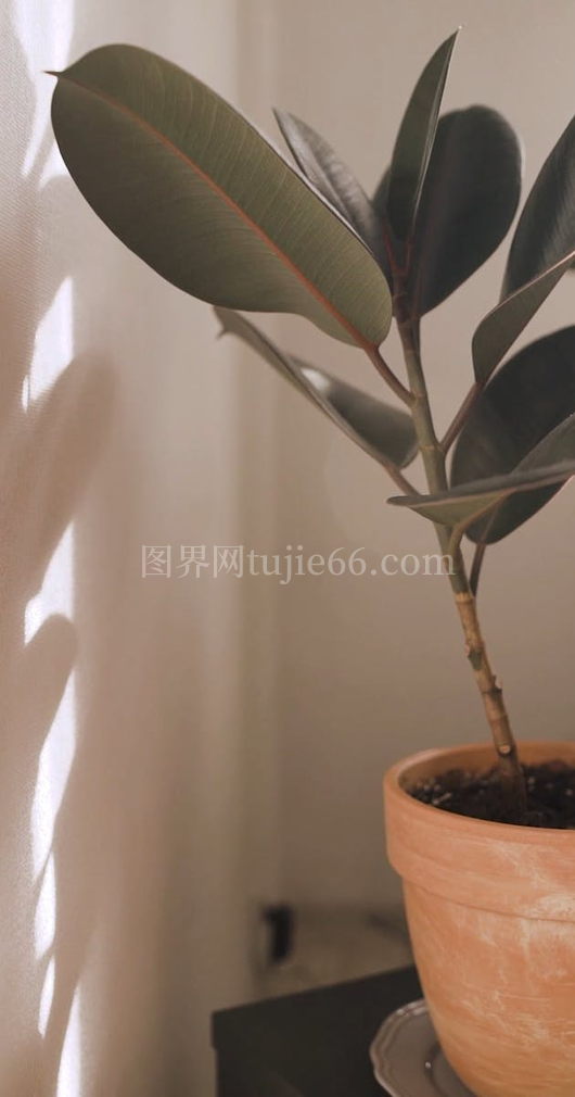 绿植魅力无限