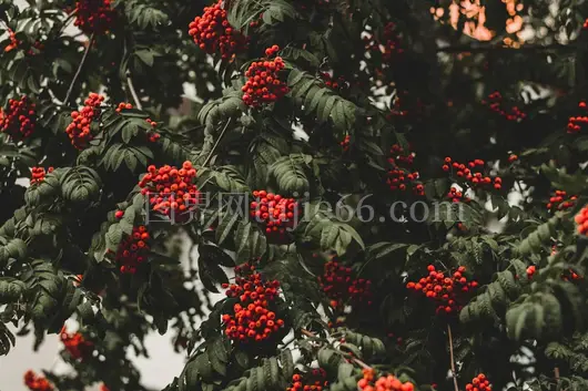 多彩圆形红果景致多