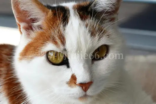 特写玳瑁猫眼多彩毛