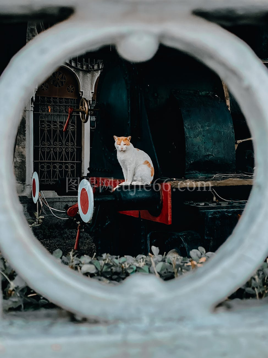 橘猫火车引擎圆构映衬