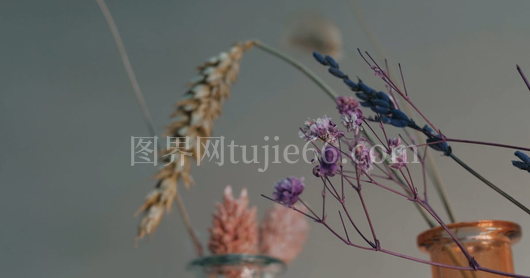 多彩花朵特写呈现