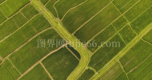 稻田鸟瞰视角美图呈现