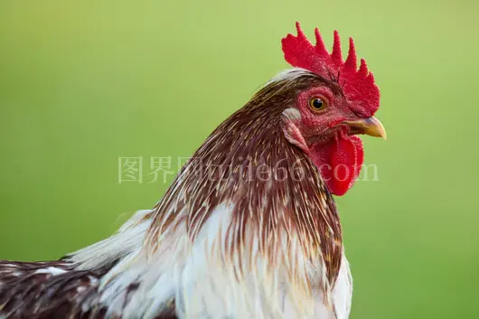 公鸡红冠羽毛绿背景特写