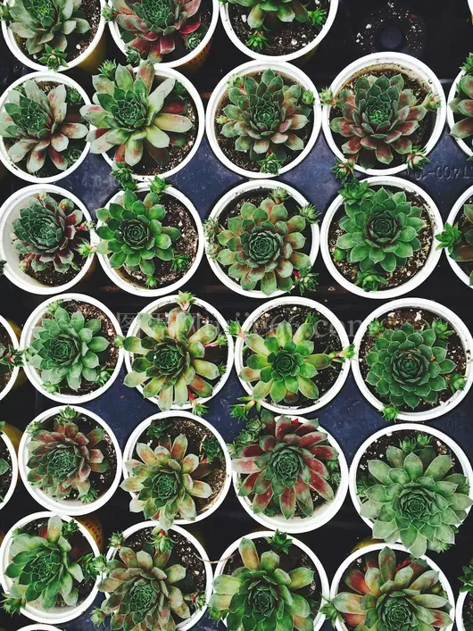 绿植多肉花盆盛放