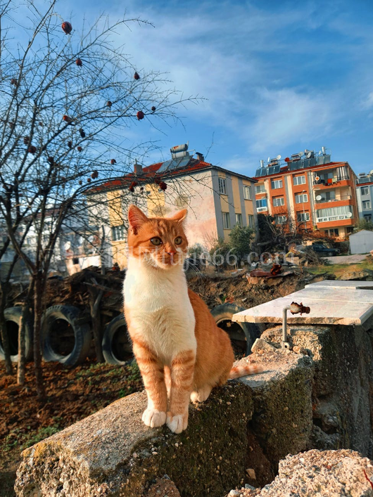 橘猫城市花园石头上闲坐白日景
