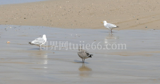 海鸥海岸休憩饮水图
