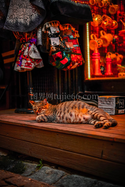 橘猫夜卧华丽橱窗侧