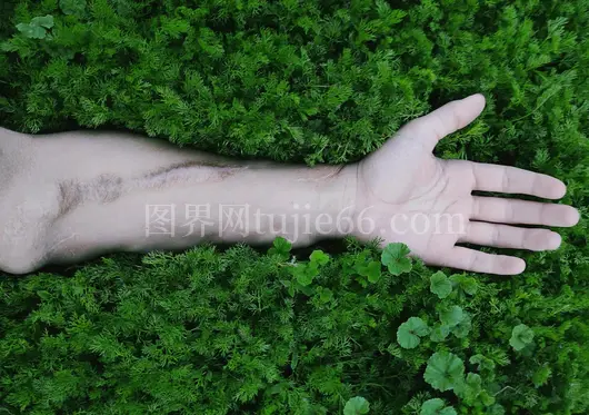 手与自然亲密接触叶特写