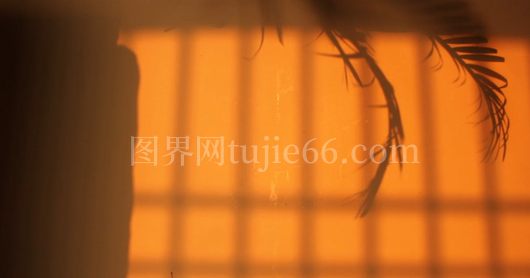 手影映照树叶之美
