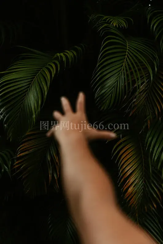 手触棕榈树情意浓