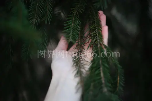 手抚常绿针叶美图