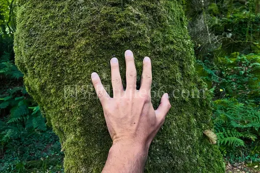 手触苔树干