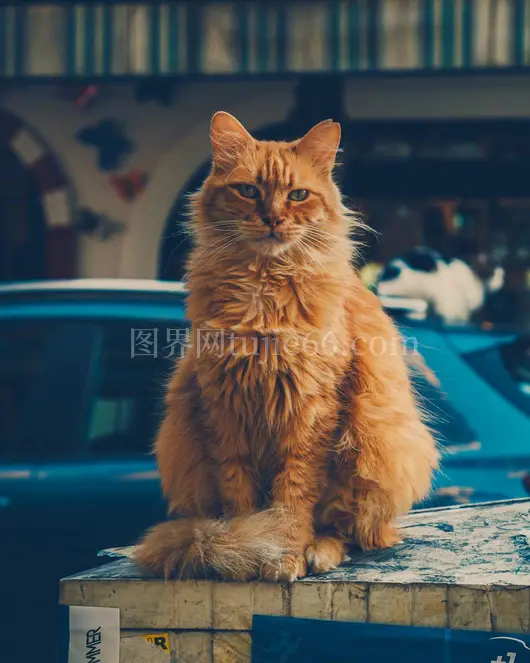 橘猫户外显威严