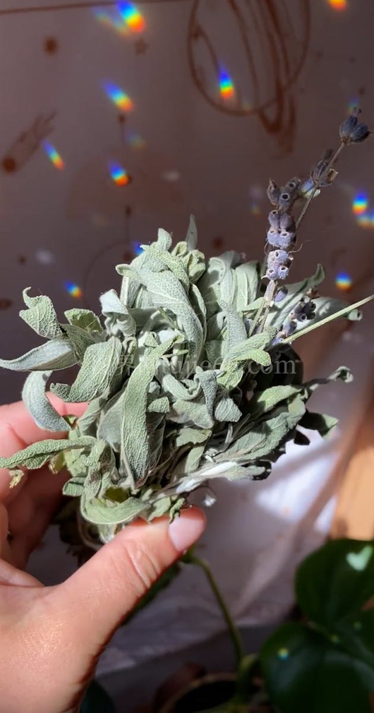 人物手捧薰衣草美景映照