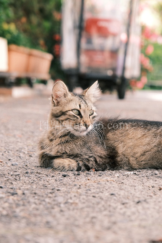 橘猫花园碎石小路晒太阳